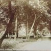 Cobham Woods
